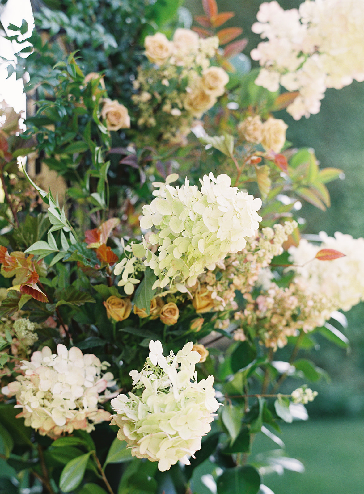 Smilax - Jackson Vine - Wholesale Bulk Flowers - Cascade Floral
